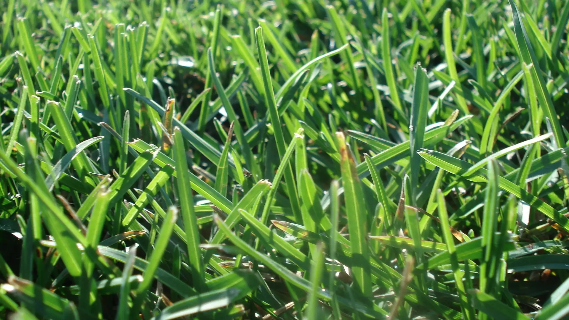 dawndoering-lawn-1224459